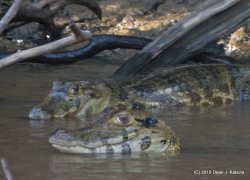 IMG_9019.jpg
