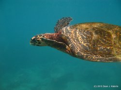 Filename=IMG_6680.JPG
Filesize=473KiB
Dimensions=1600x1200
Date added=Apr 24, 2010 IMG_6680.JPG