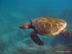 Filename=IMG_6681.JPG
Filesize=483KiB
Dimensions=1600x1200
Date added=Apr 24, 2010 IMG_6681.JPG