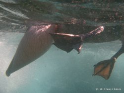 Filename=IMG_6345.JPG
Filesize=525KiB
Dimensions=1600x1200
Date added=Apr 23, 2010 IMG_6345.JPG