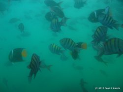 Filename=IMG_6363.JPG
Filesize=467KiB
Dimensions=1600x1200
Date added=Apr 23, 2010 IMG_6363.JPG