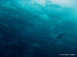 Filename=IMG_5956.jpg
Filesize=237KiB
Dimensions=1600x1200
Date added=Apr 20, 2010 IMG_5956.jpg