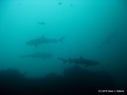 Filename=IMG_5960.jpg
Filesize=199KiB
Dimensions=1600x1200
Date added=Apr 20, 2010 IMG_5960.jpg