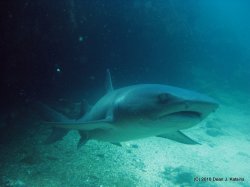 Filename=IMG_5987.jpg
Filesize=395KiB
Dimensions=1600x1200
Date added=Apr 20, 2010 IMG_5987.jpg