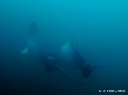 Filename=IMG_6005.jpg
Filesize=363KiB
Dimensions=1600x1201
Date added=Apr 20, 2010 IMG_6005.jpg