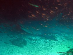 Filename=IMG_6010.jpg
Filesize=595KiB
Dimensions=1600x1200
Date added=Apr 20, 2010 IMG_6010.jpg