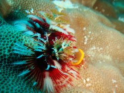 Filename=DSC06386.jpg
Filesize=493KiB
Dimensions=1600x1200
Date added=Aug 08, 2007 DSC06386.jpg