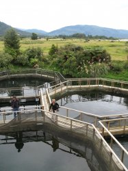 Filename=IMG_3455.jpg
Filesize=631KiB
Dimensions=1200x1600
Date added=Mar 24, 2007 IMG_3455.jpg